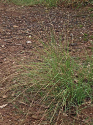 Eragrostis elongata